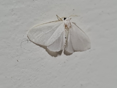 Lepidoptera