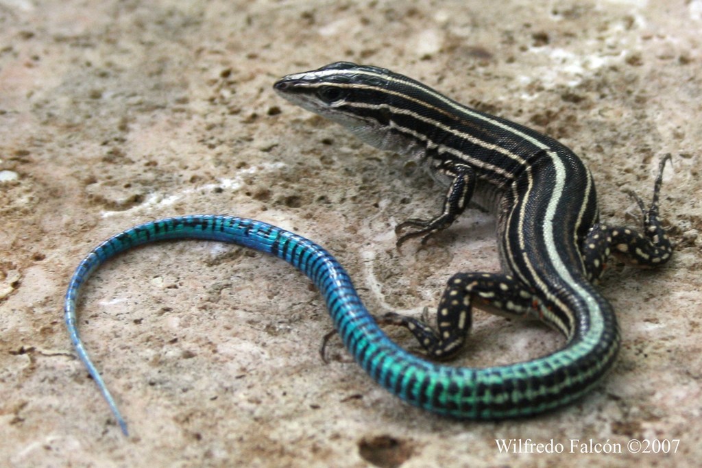Puerto Rican Blue-Tailed Ameiva