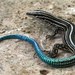 Blue-tailed Ground Lizard - Photo (c) Wilfredo Falcón, some rights reserved (CC BY-NC), uploaded by Wilfredo Falcón