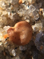 Astragalus trifoliatus