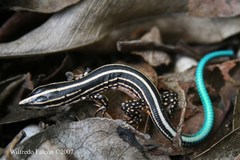 Pholidoscelis wetmorei