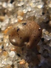 Astragalus trifoliatus