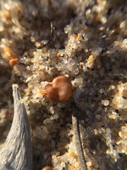 Astragalus trifoliatus