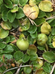 Lobelia pratiana