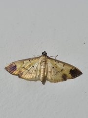 Eulepte inguinalis