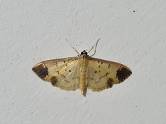 Eulepte inguinalis
