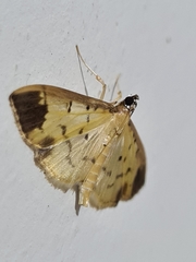 Eulepte inguinalis