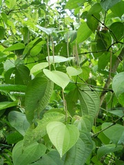 Piper reticulatum