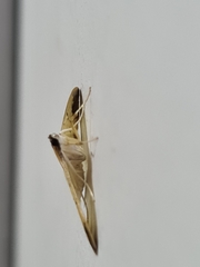 Eulepte inguinalis