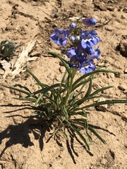 Penstemon scariosus
