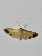 Eulepte inguinalis