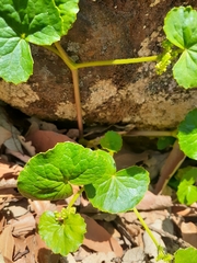 Micropleura renifolia