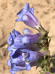 Penstemon scariosus