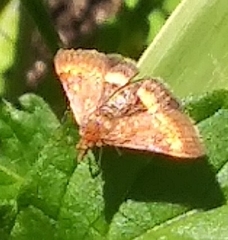 Pyrausta pseuderosnealis