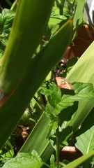 Pyrausta pseuderosnealis