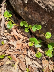 Micropleura renifolia