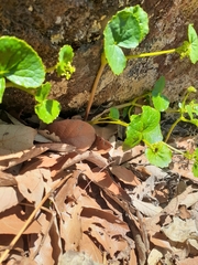 Micropleura renifolia