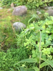 Epipactis helleborine