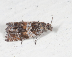 Olethreutes brunneopurpurata