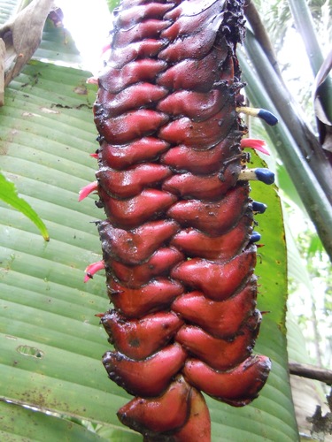 Heliconia mariae
