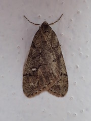 Paleacrita merriccata