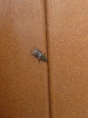 Calyptratae
