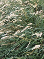 Anthoxanthum redolens