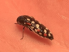 Acmaeodera gibbula