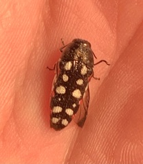 Acmaeodera gibbula