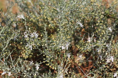 Teucrium racemosum