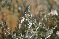 Teucrium racemosum