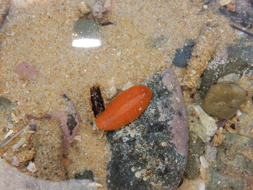 Representative image of Amphinomida