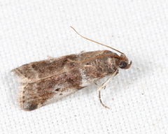 Acrobasis vaccinii