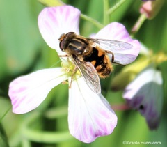Dolichogyna chilensis