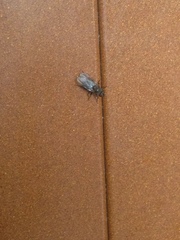 Calyptratae