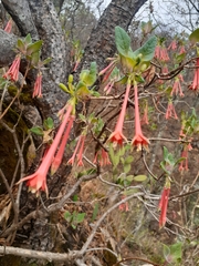 Bouvardia ternifolia
