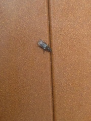 Calyptratae
