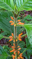 Besleria columneoides image