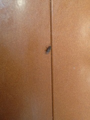 Calyptratae