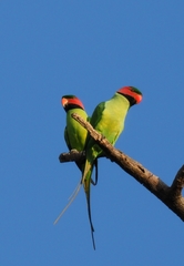 Psittacula longicauda