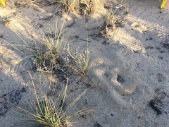 Astragalus trifoliatus