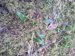 Platanthera obtusata