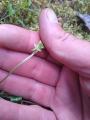 Platanthera obtusata
