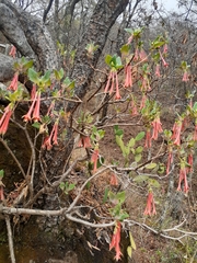 Bouvardia ternifolia