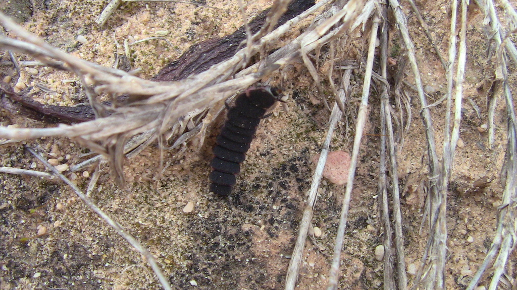 Mauritanic Glow-worm