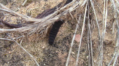 Pelania mauritanica