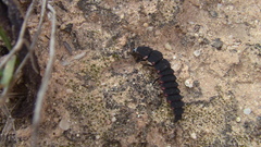 Pelania mauritanica