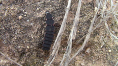 Pelania mauritanica