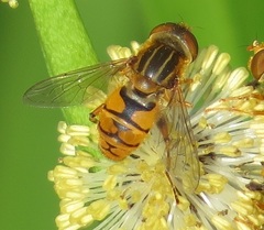 Parhelophilus laetus
