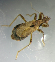 Himacerus mirmicoides